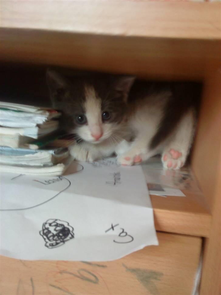 Huskat » Sofie « billede 2