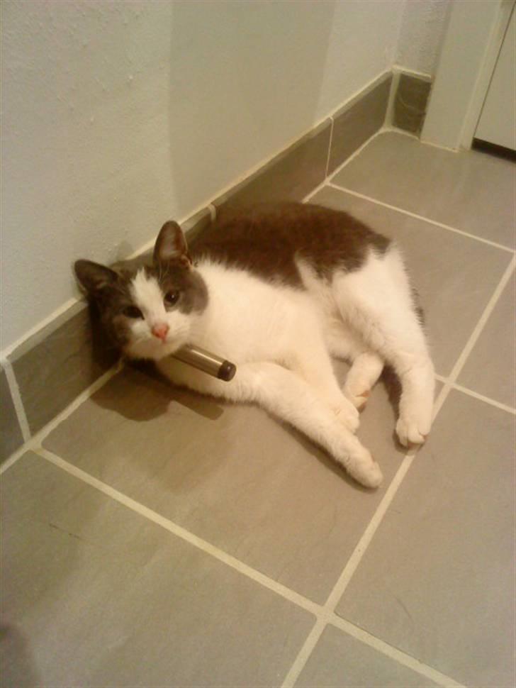 Huskat » Sofie « billede 3