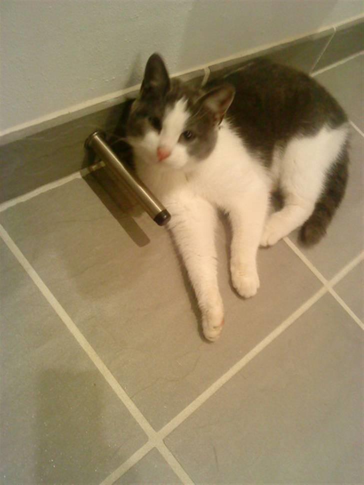 Huskat » Sofie « billede 4