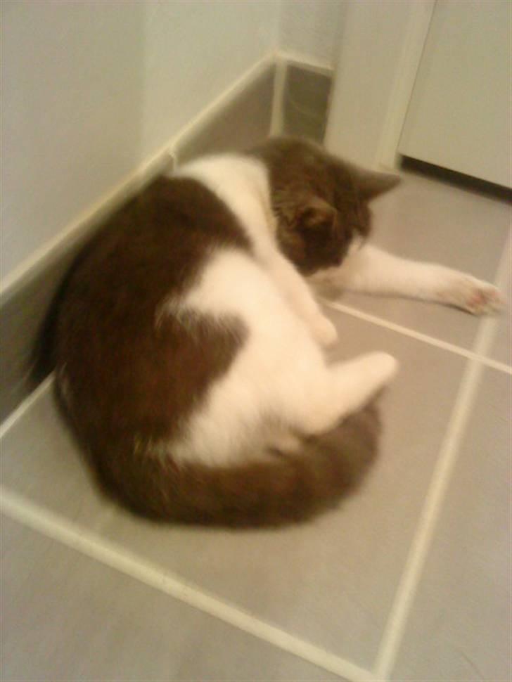 Huskat » Sofie « billede 5