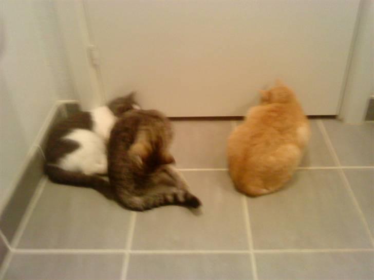 Huskat » Sofie « billede 6