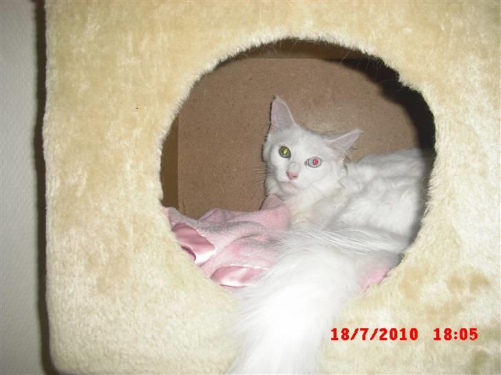 Maine Coon Pylle billede 1