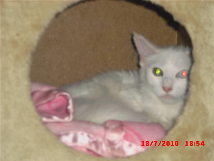 Maine Coon Pylle billede 2