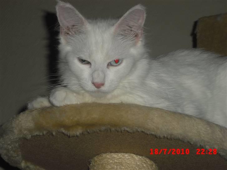 Maine Coon Pylle billede 3