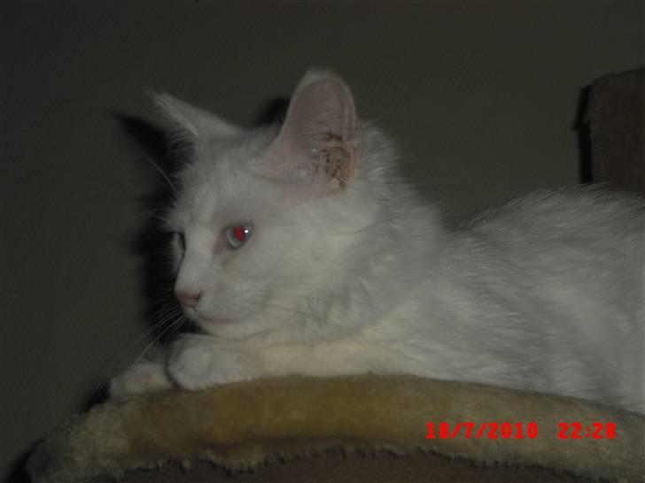 Maine Coon Pylle billede 4