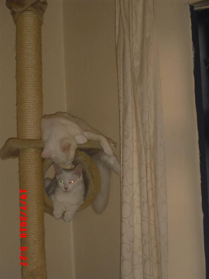 Maine Coon Pylle billede 5