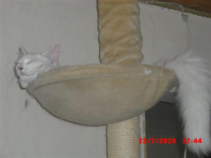 Maine Coon Pylle billede 6