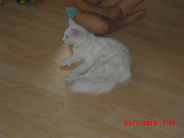 Maine Coon Pylle billede 7