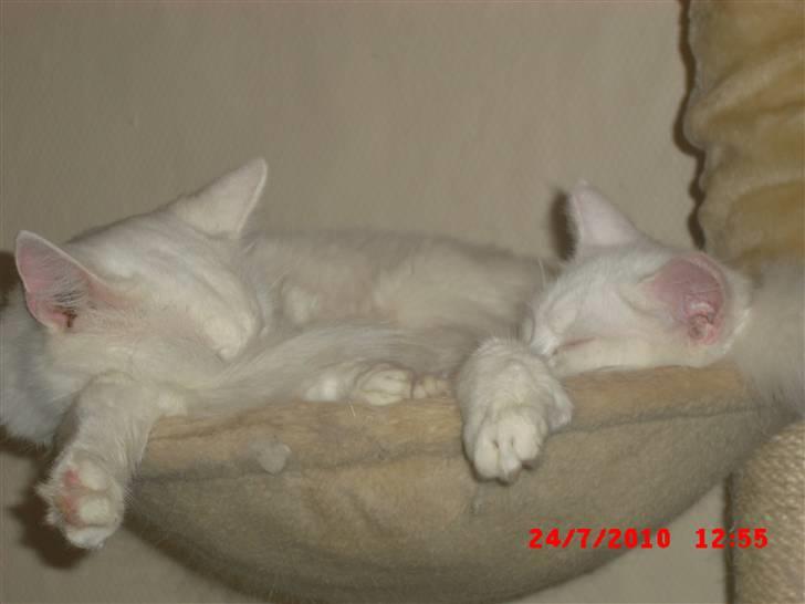 Maine Coon Pylle billede 8