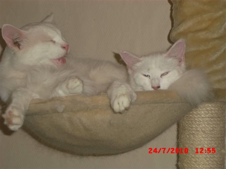 Maine Coon Pylle billede 9