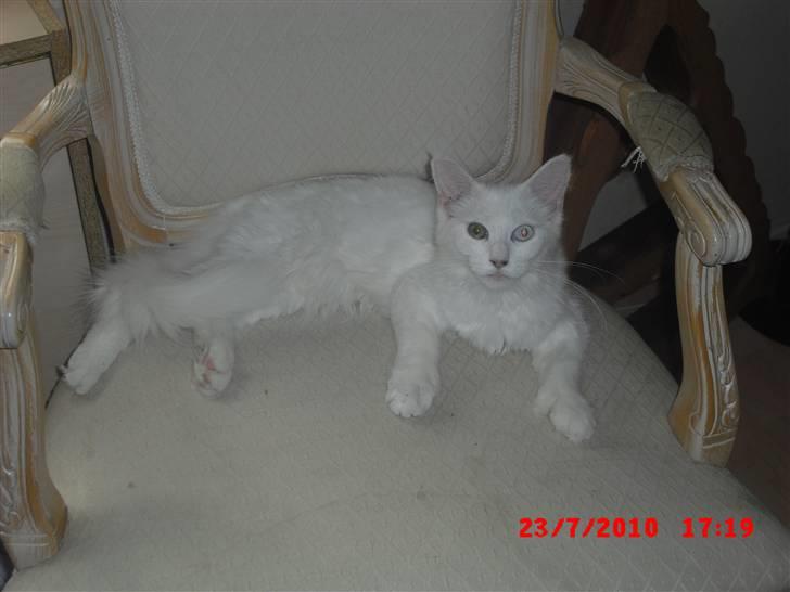 Maine Coon Pylle billede 10