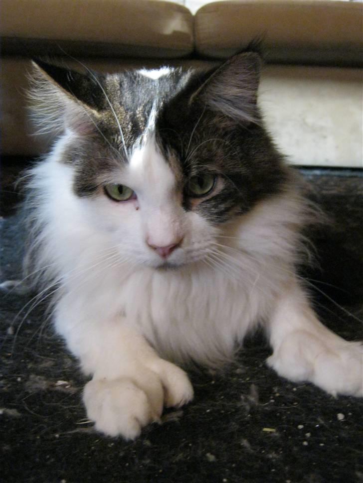 Maine Coon R.I.P smukke Basse billede 17