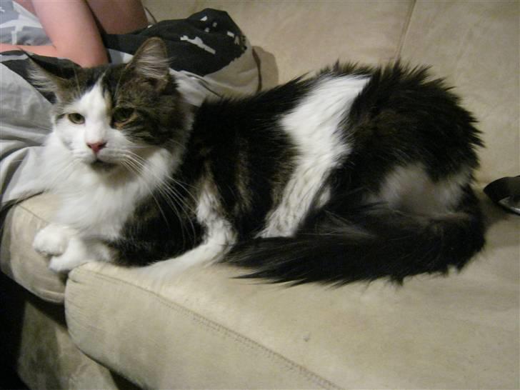 Maine Coon R.I.P smukke Basse billede 18