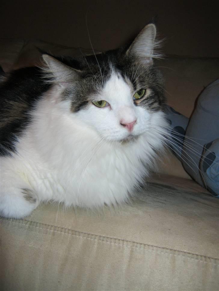 Maine Coon R.I.P smukke Basse billede 19