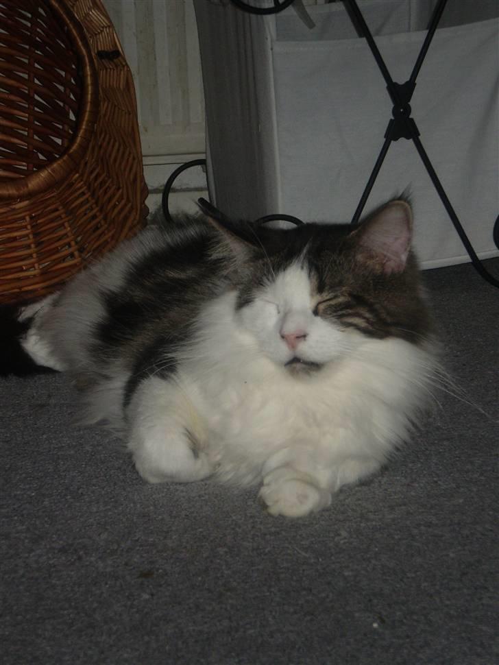 Maine Coon R.I.P smukke Basse billede 20