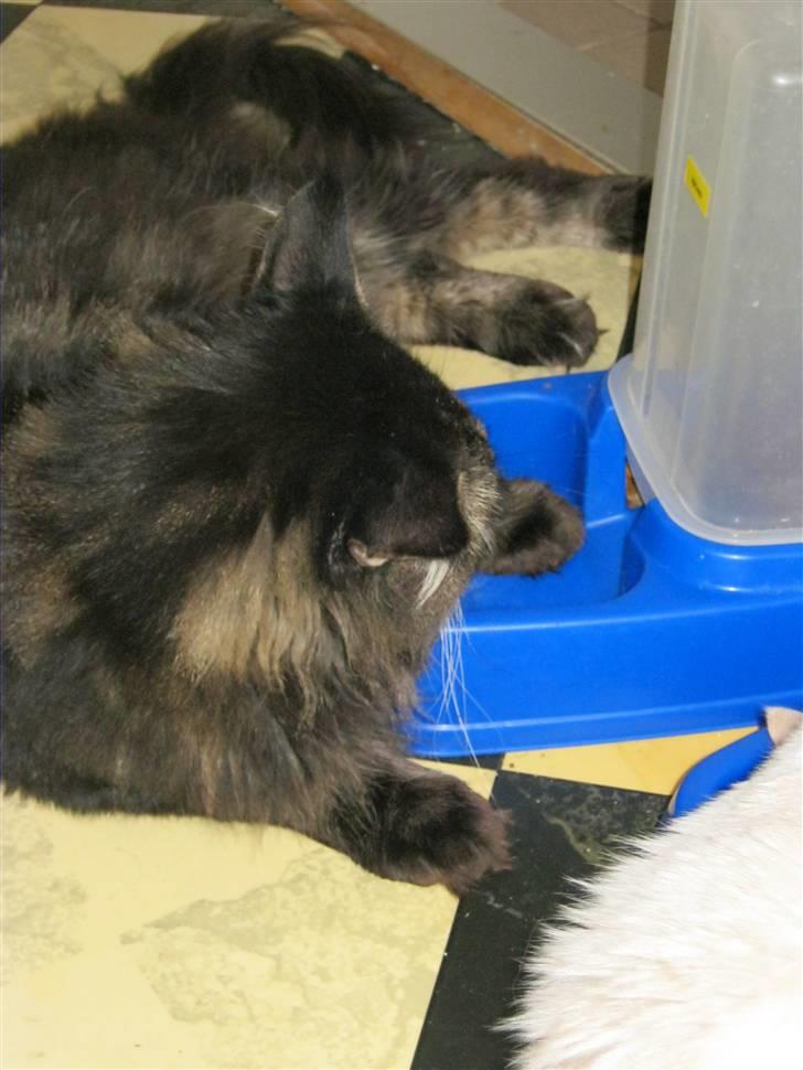 Maine Coon Sylvester - moar jeg er lidt gammel og træt også vil du have jeg skal grave efter min mad ihhhh alså griner billede 11