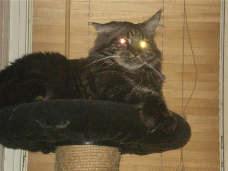 Maine Coon Sylvester - man er vel ikk konge for ingen ting hi hi billede 12