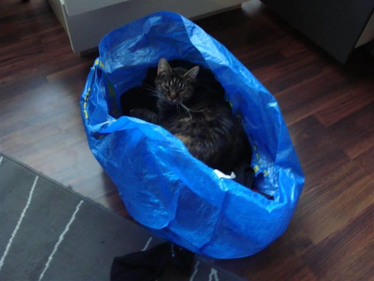 Huskat Maddi - Der er ikke noget bedre end ligge i vasketøjet .. ;) billede 11