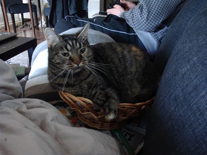 Huskat Maddi - Se selv.. jeg kunne godt være her !  billede 12