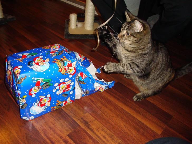 Huskat Maddi - Jeg får også julegaver juhuuu....  billede 13