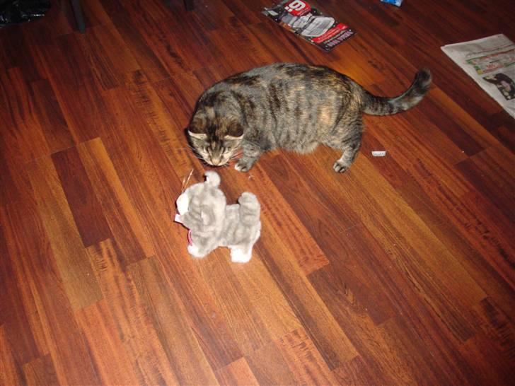 Huskat Maddi - Hvad er det jeg har fået ?? En lille kat der kan gå og pive, ..  billede 14