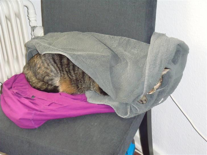 Huskat Maddi - I kan ikke finde mig.. vel ?  billede 15