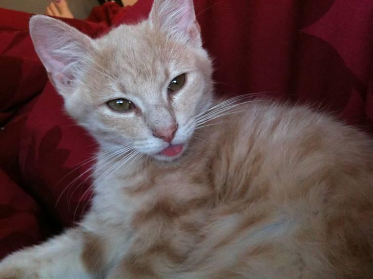 Huskat Franz R.I.P. billede 5