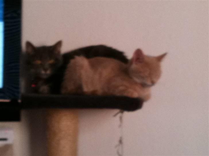 Huskat Franz R.I.P. billede 6