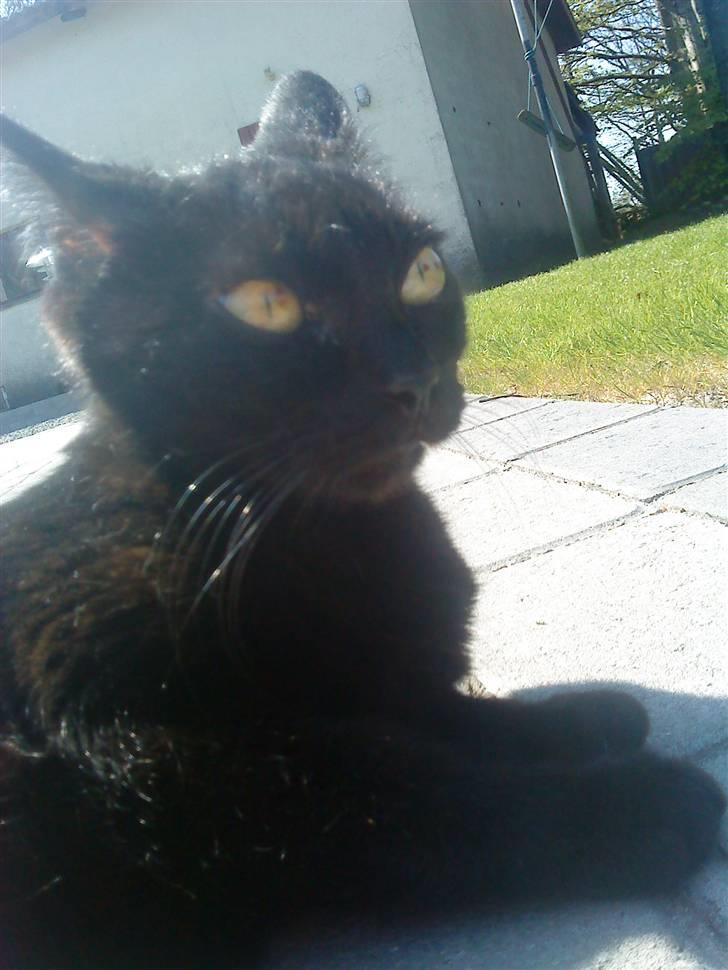 Blanding af racer My - sov godt min engel <3 billede 1