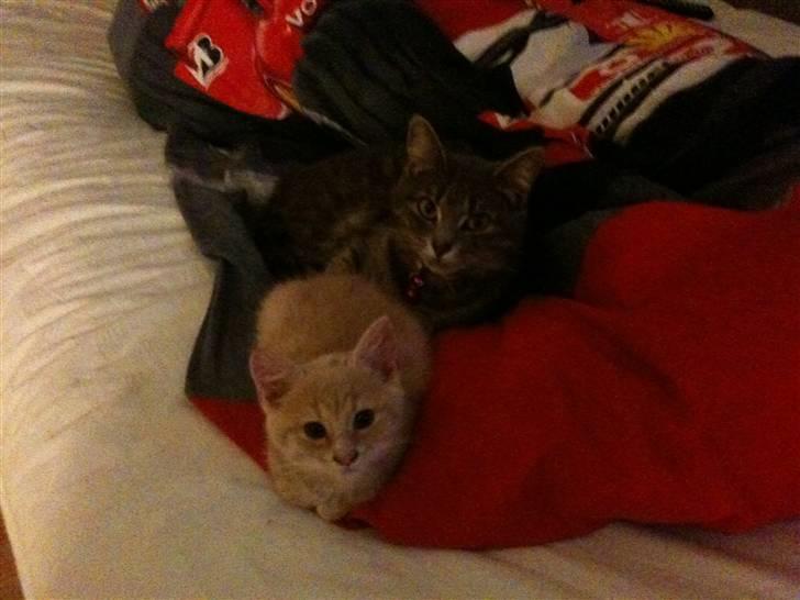 Huskat Franz R.I.P. billede 7