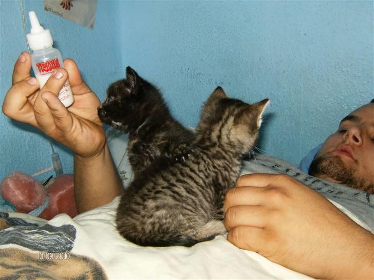 Huskat Limea billede 2