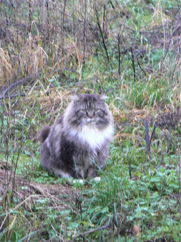 Blanding af racer Sølvvester  (R.I.P)  billede 8