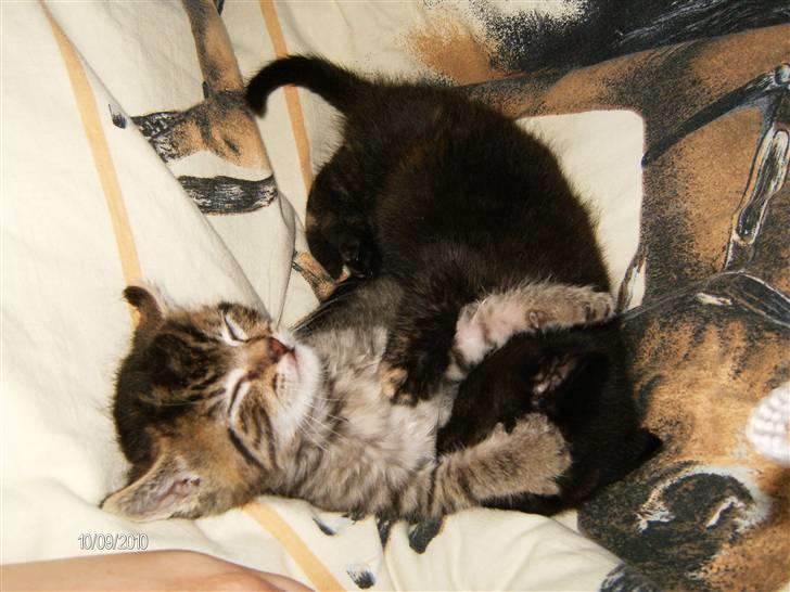 Huskat Limea billede 3