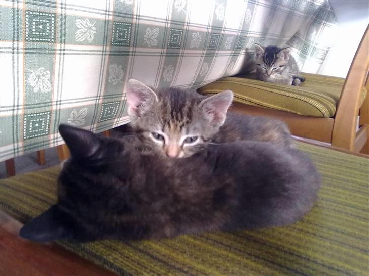 Huskat Limea billede 4