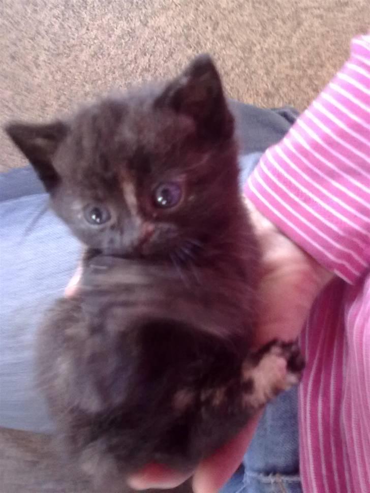 Huskat Limea billede 5