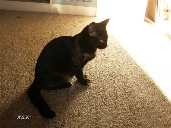 Huskat Limea billede 6