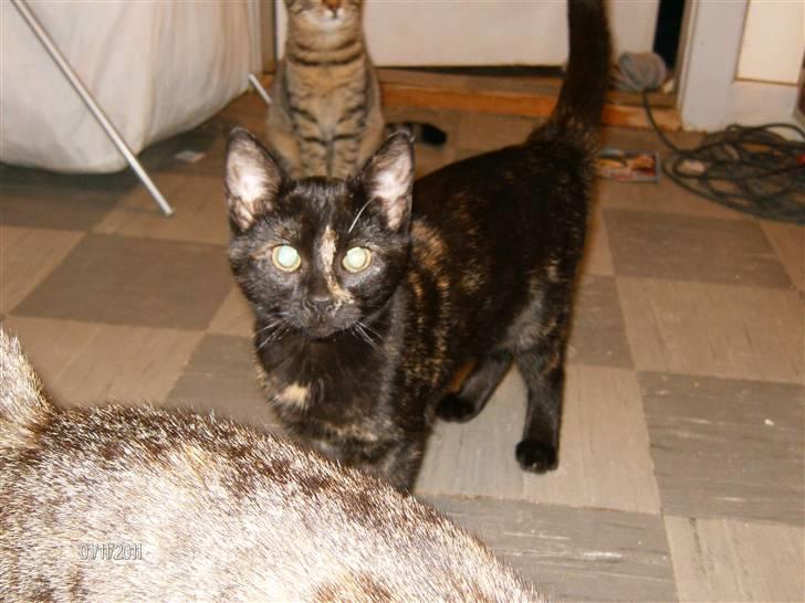 Huskat Limea billede 7