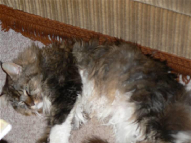 Blanding af racer Sølvvester  (R.I.P)  billede 9