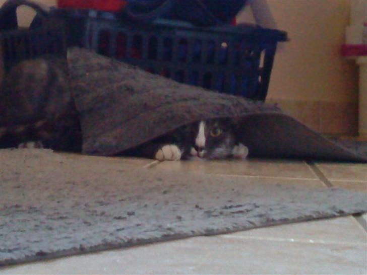 Blanding af racer Sille - Sille som leger(: billede 1