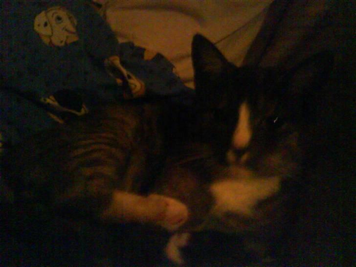 Blanding af racer Sille billede 2