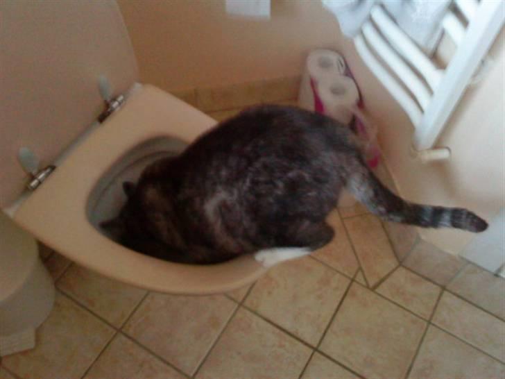 Blanding af racer Sille - Ja... hun drikker også af torilettet...(: billede 3
