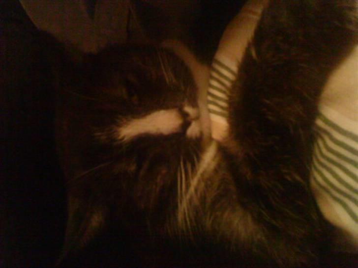 Blanding af racer Sille billede 4