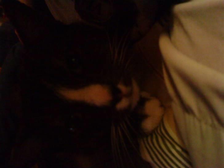 Blanding af racer Sille billede 5