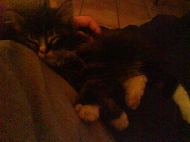 Norsk Skovkat Fnuggi ( R.I.P) billede 1