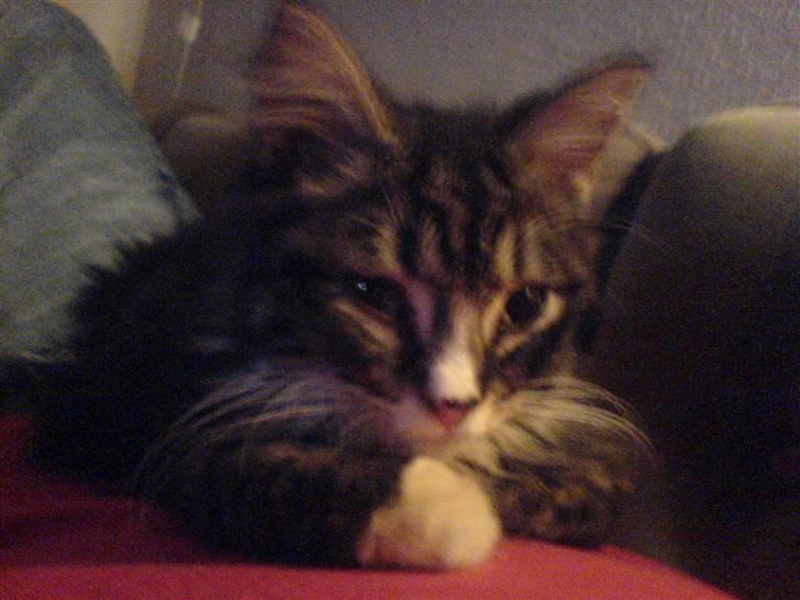 Norsk Skovkat Fnuggi ( R.I.P) billede 2