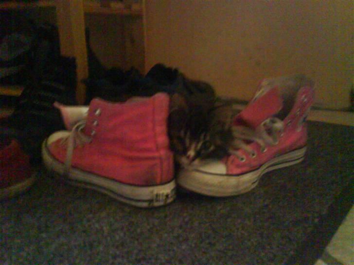 Norsk Skovkat Fnuggi ( R.I.P) billede 3