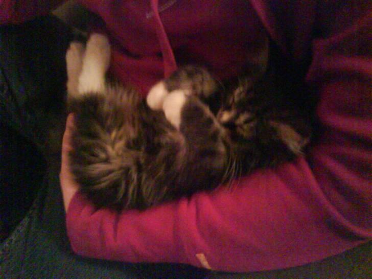 Norsk Skovkat Fnuggi ( R.I.P) billede 4