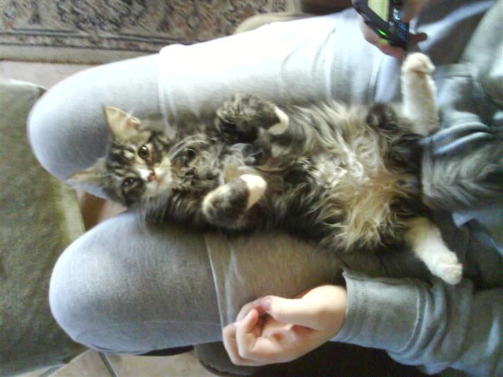 Norsk Skovkat Fnuggi ( R.I.P) billede 5