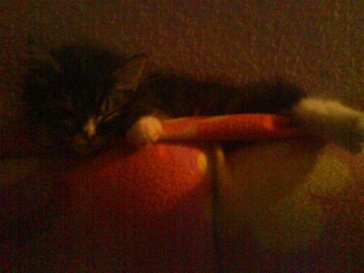 Norsk Skovkat Fnuggi ( R.I.P) billede 6