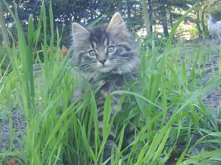 Norsk Skovkat Bamse ( Forsvundet) billede 1